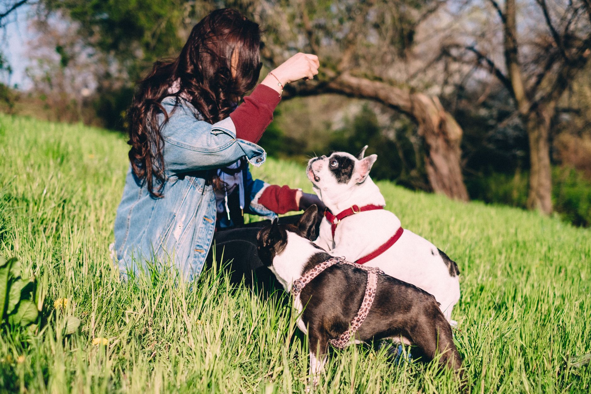 Dog Training