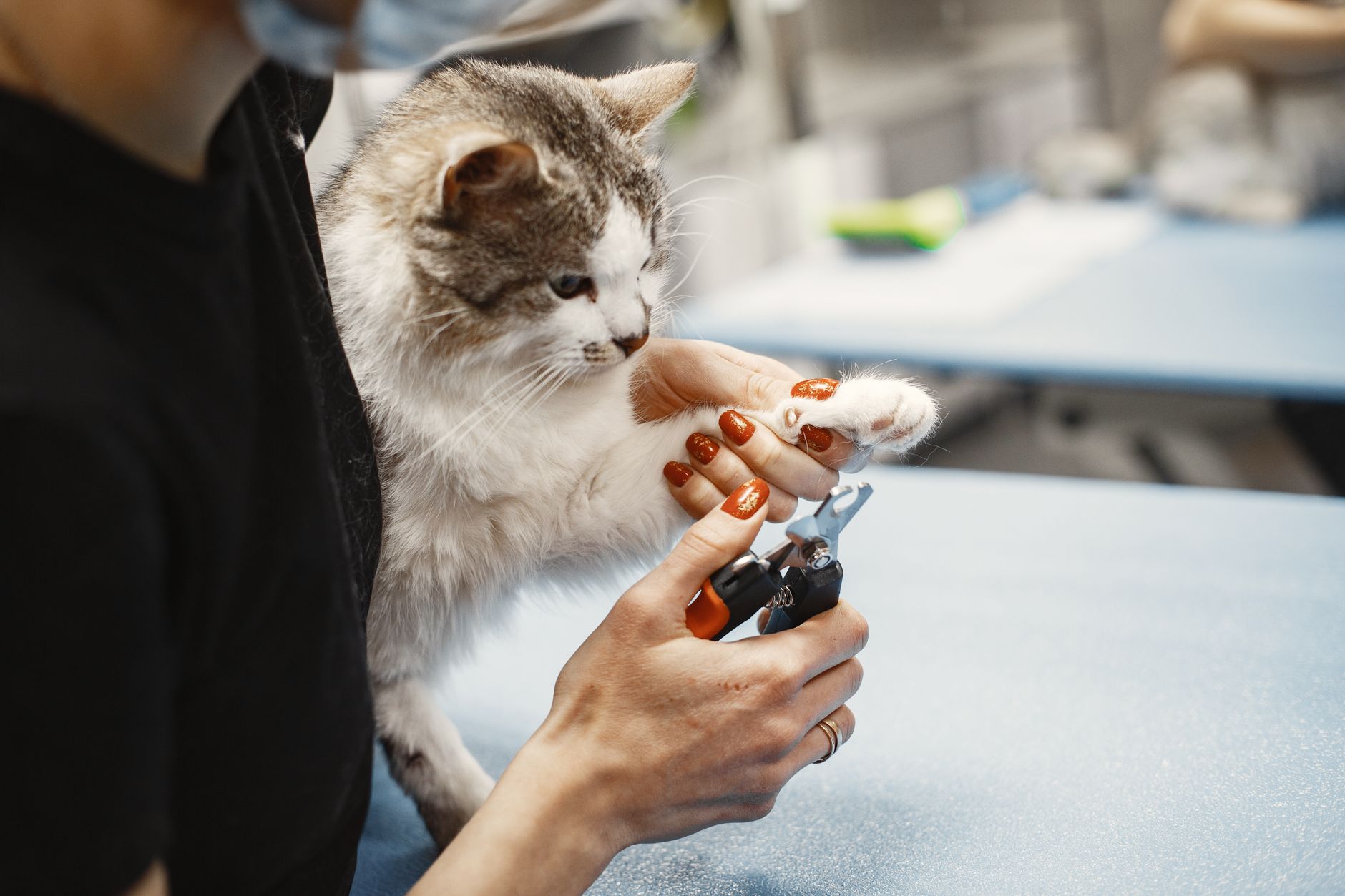 Pet Grooming