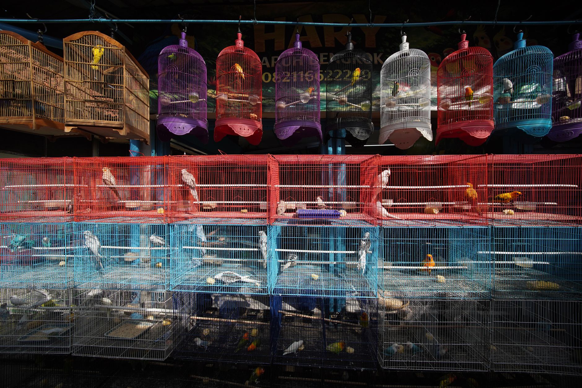 Pet Store