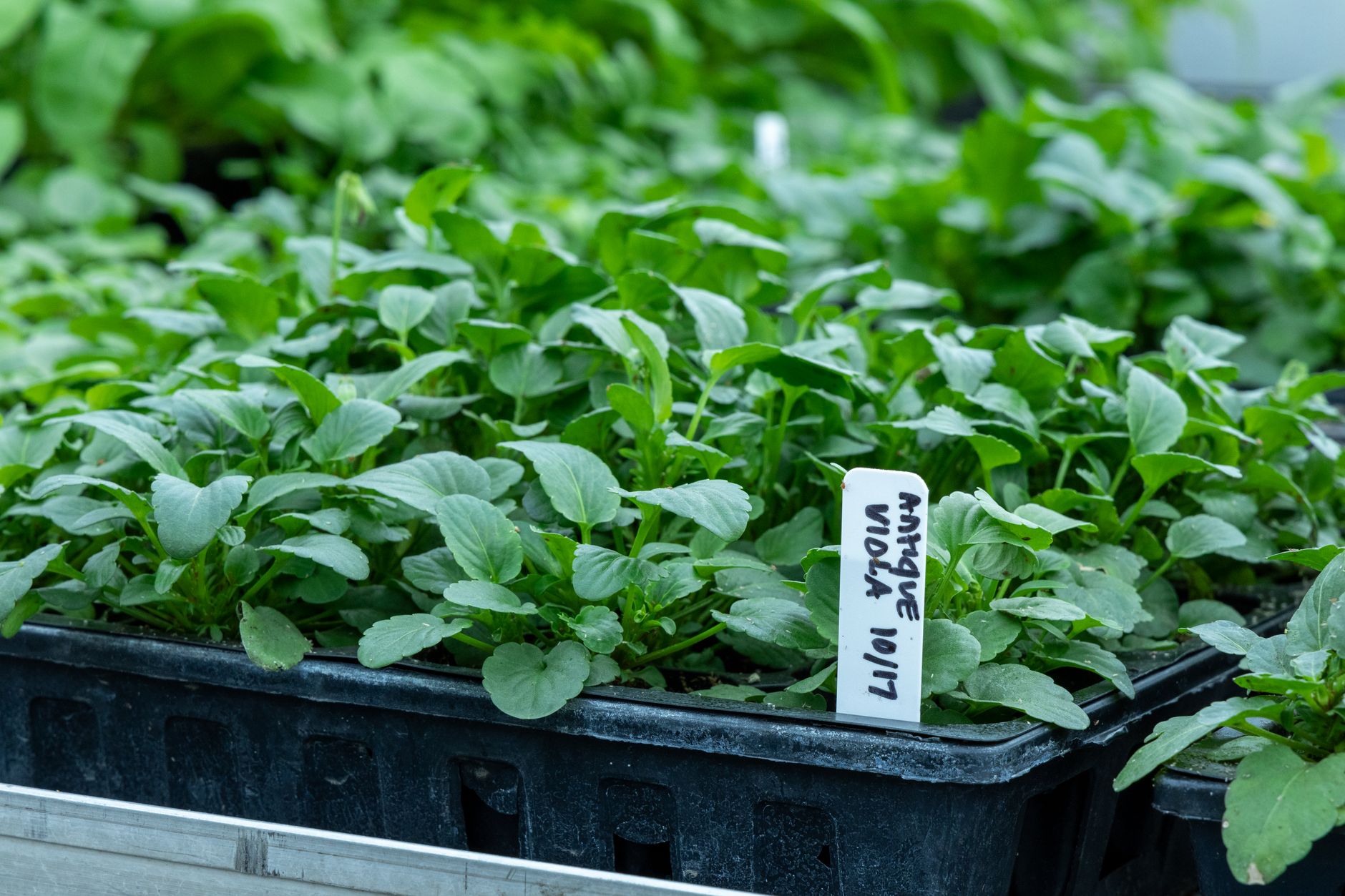Plant Nursery