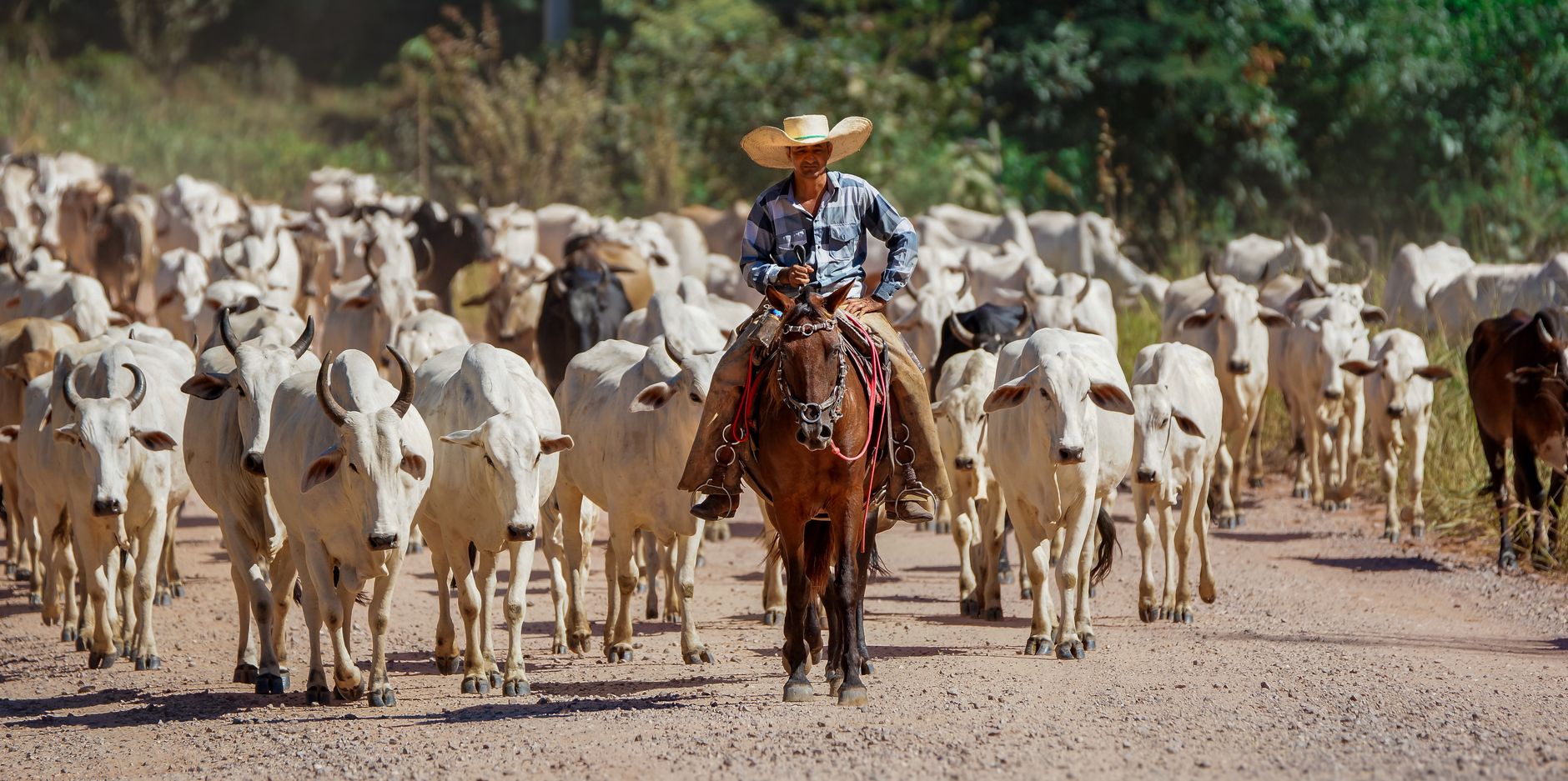 Ranching